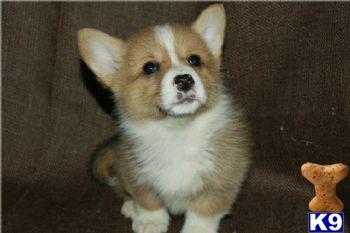 Puppies in PA